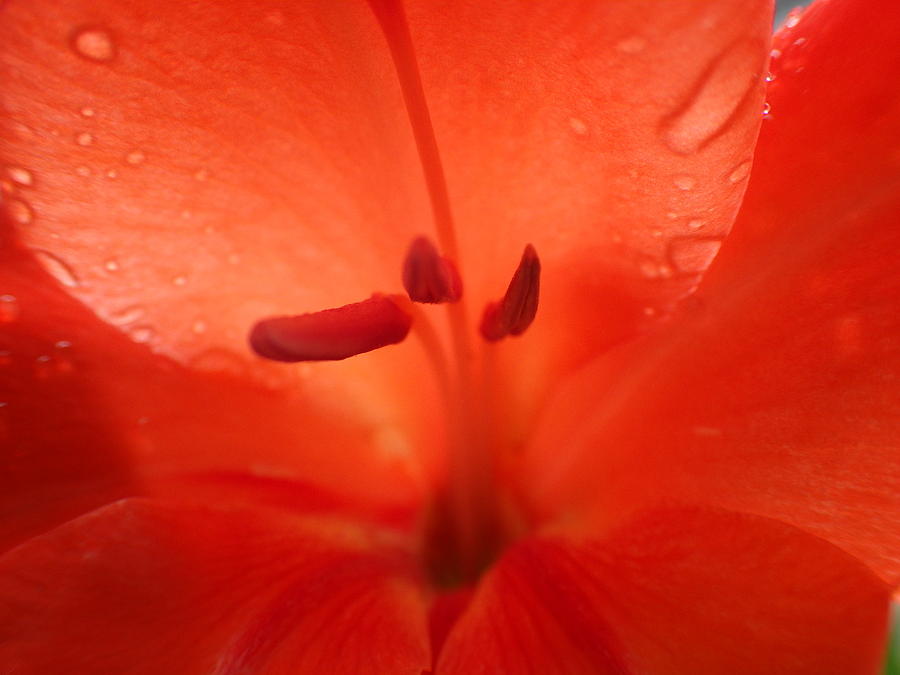 Red flower  Photograph by Kumiko Izumi