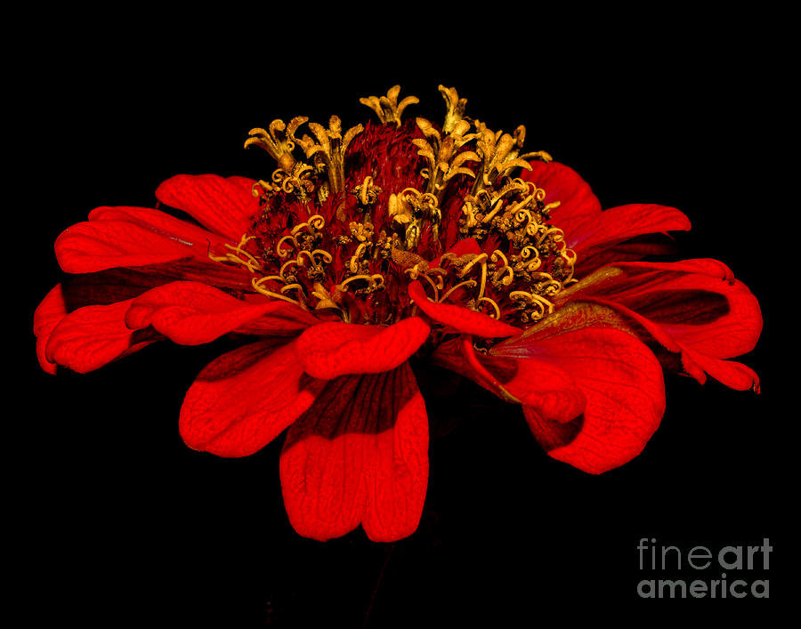 Red Flower Photograph by Lisa Manifold