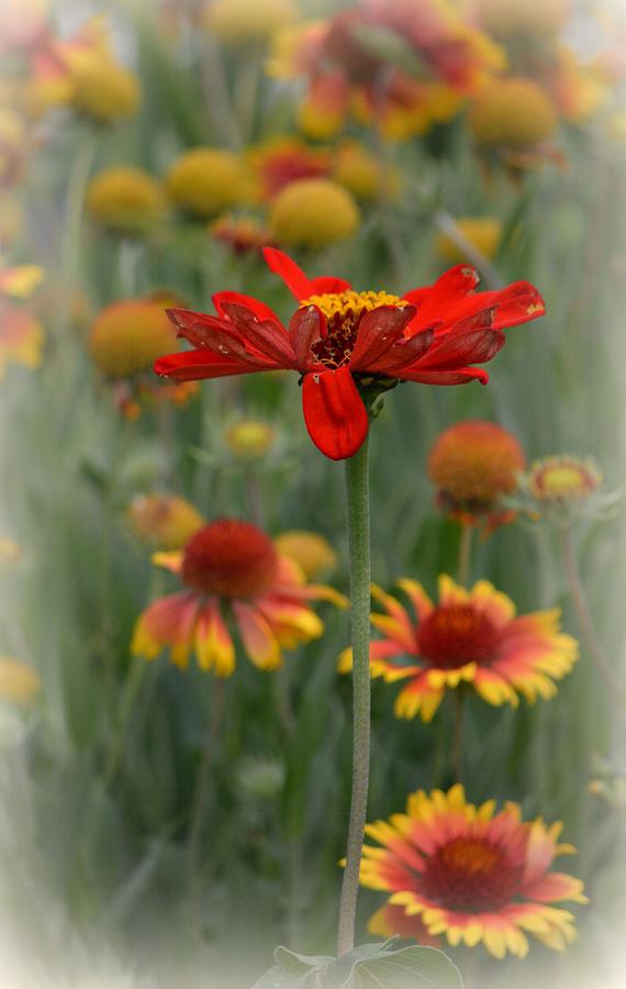 Red Flower Photograph by Lori Seaman