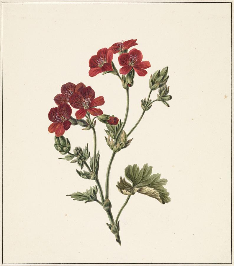Red flower M  de Gijselaar  1830 Painting by Celestial Images
