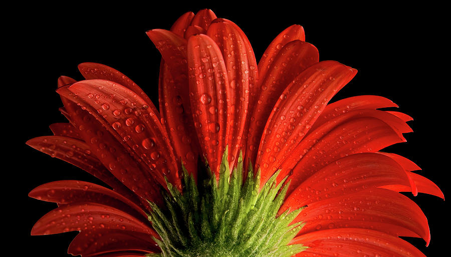 Red flower macro Photograph by Lilia D