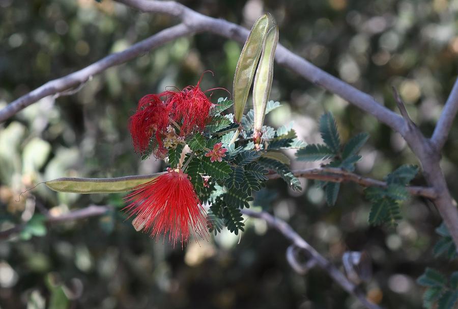 Red Flower Mimosa Tree Photograph by Hella Buchheim