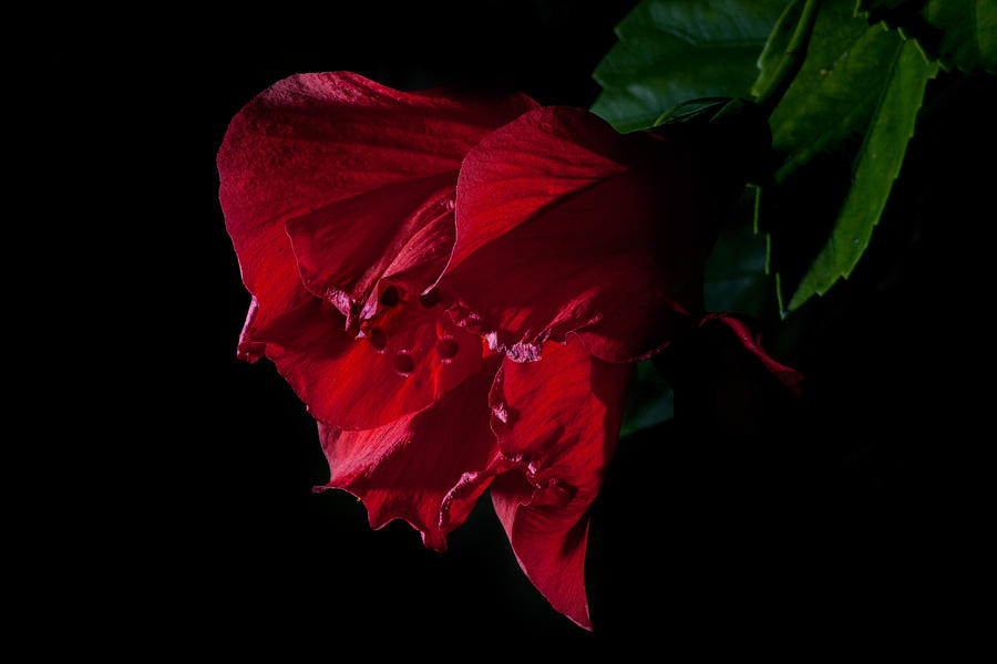 Red Flower On Black Photograph by Eugene Campbell