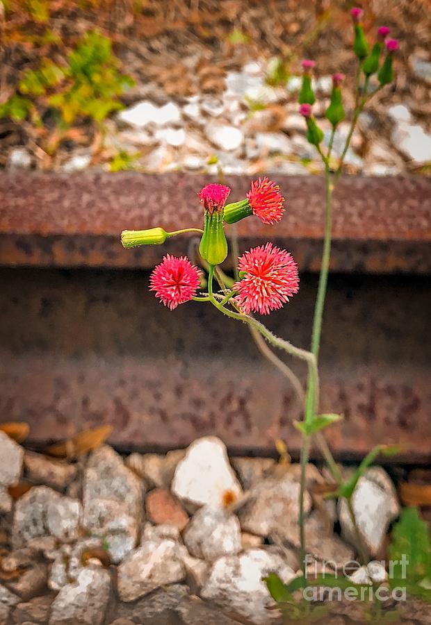 Red Flower on RR tracks ver 1 Photograph by Larry Mulvehill