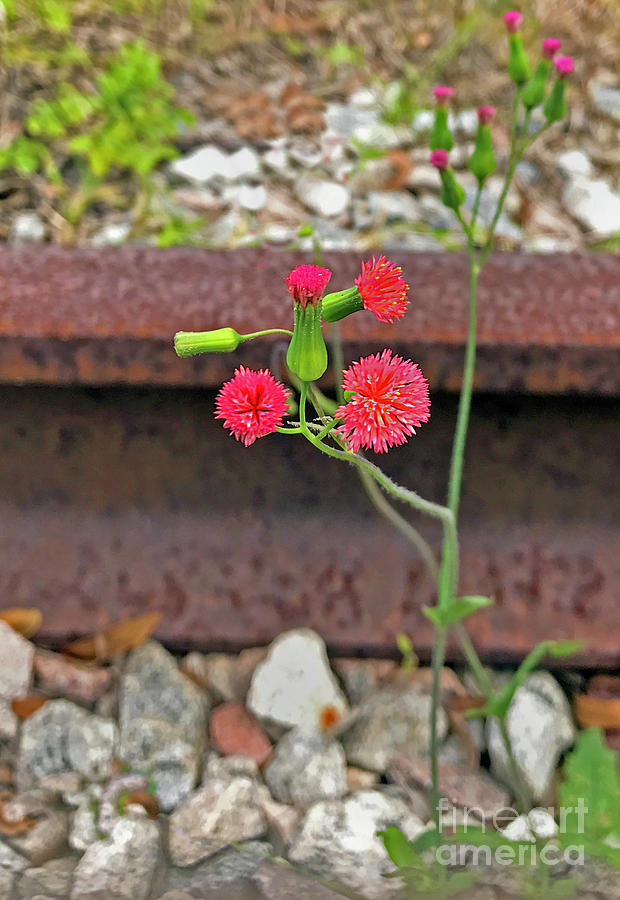 Red Flower on RR tracks ver 2 Photograph by Larry Mulvehill