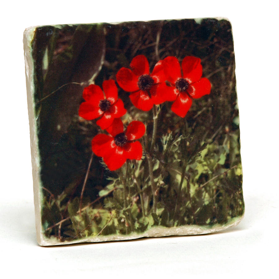 Red flower on stone Photograph by Arik Baltinester