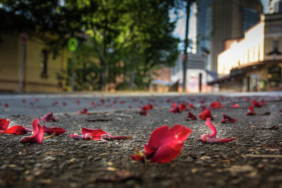 Architecture Photograph - Red Flower Petals by Kenny Thomas