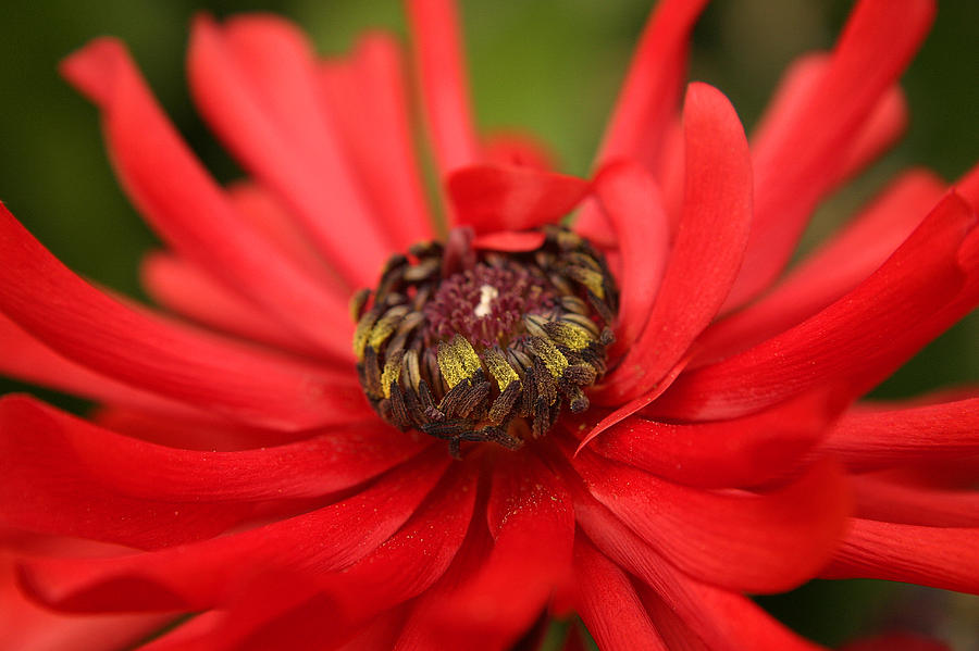 Red Flower Photograph by PIXELS  XPOSED Ralph A Ledergerber Photography