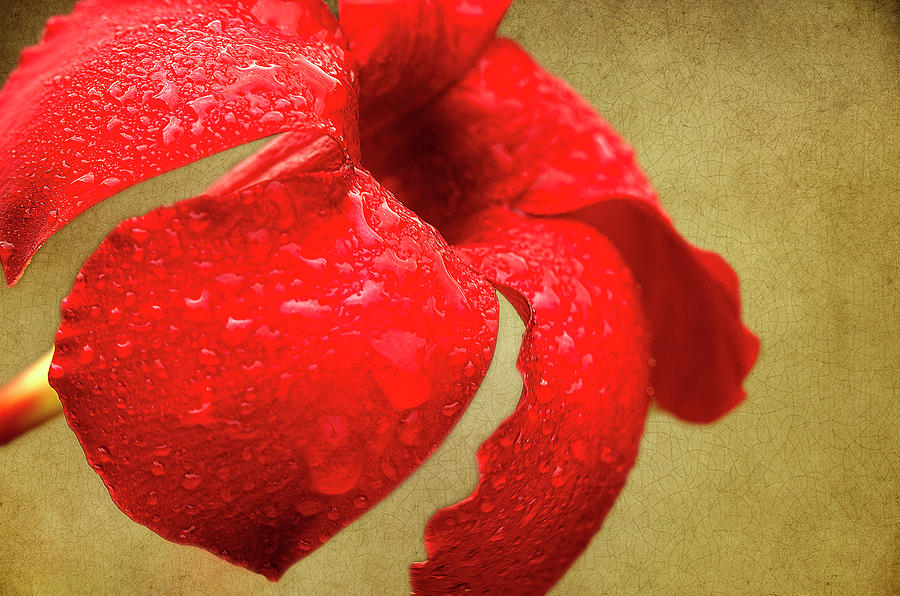 Red Flower Photograph by Reynaldo Williams
