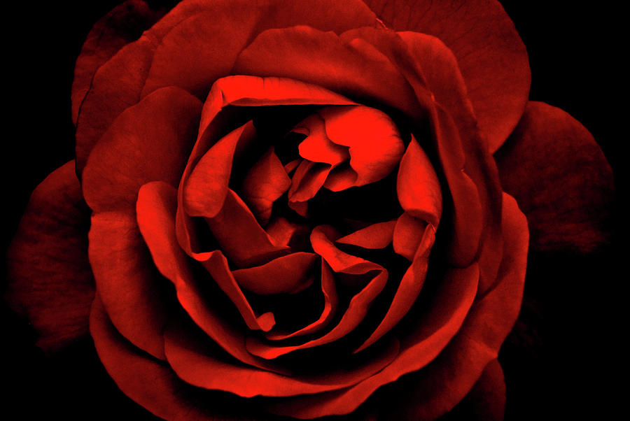 Red Flower Photograph by Grebo Gray