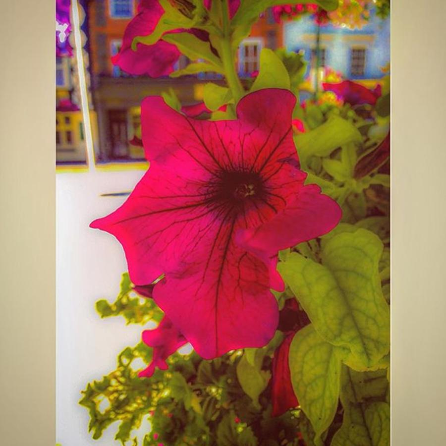 Summer Photograph - #red #flower #vivid #veins #bright by Sam Stratton