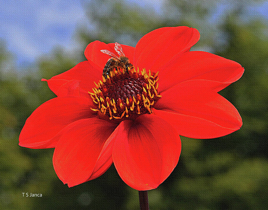 Red Flower With Honey Bee Photograph by Tom Janca