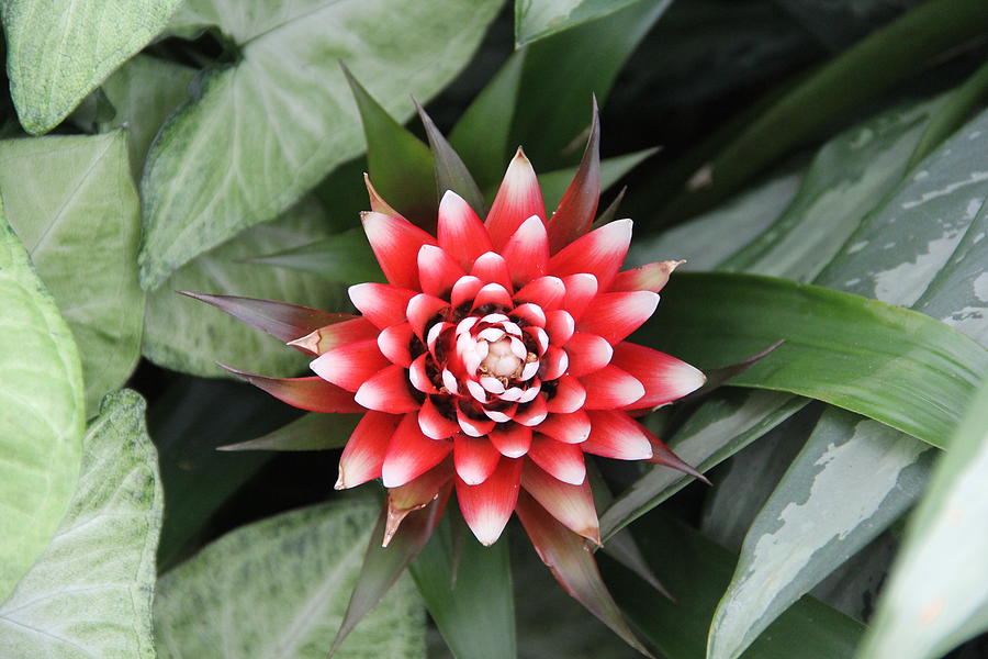 Red Flower with White Tips Photograph by Allen Nice-Webb