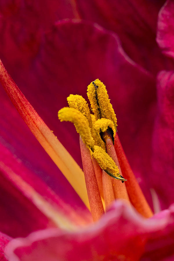 Red Flower Yellow Filament Photograph by Ken Barrett