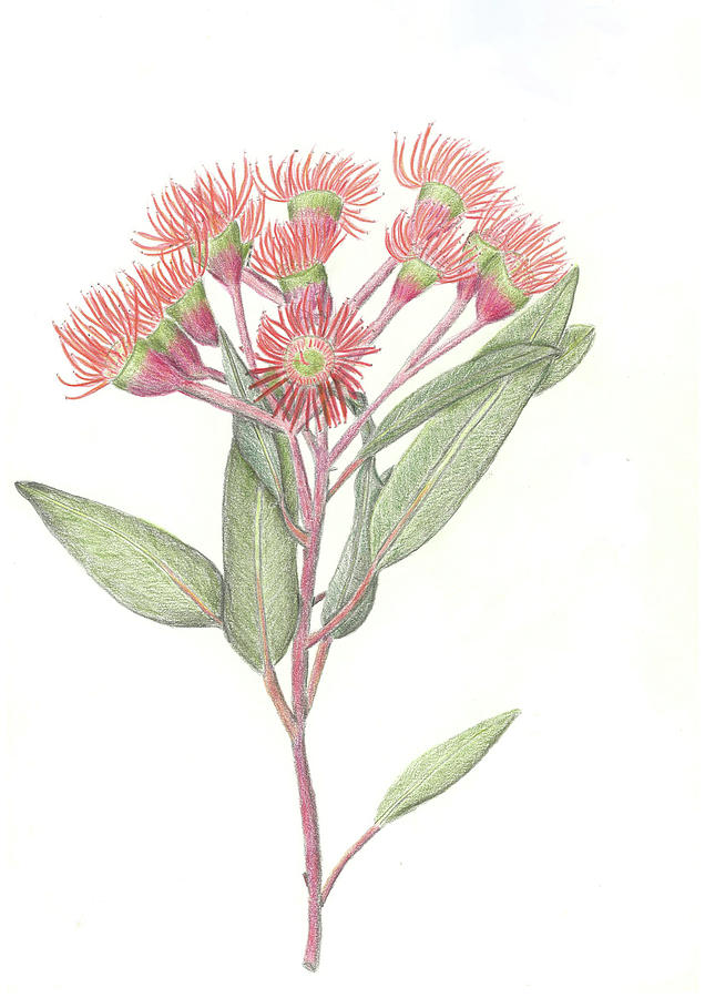Red Flowering Gum Drawing by DanicaLea Fine Art America