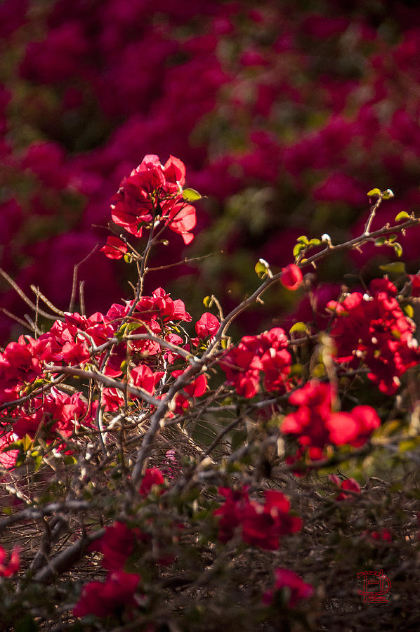 Red Flowering Quince Schrub Photograph by Daniel Hebard