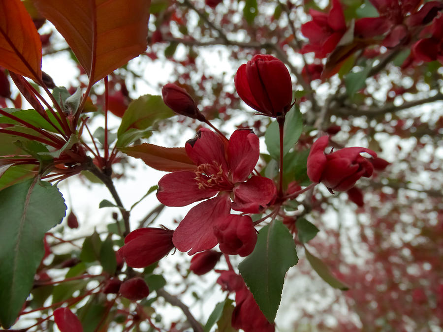 Red Flowering Tree Blossom Photograph by Cynthia Woods