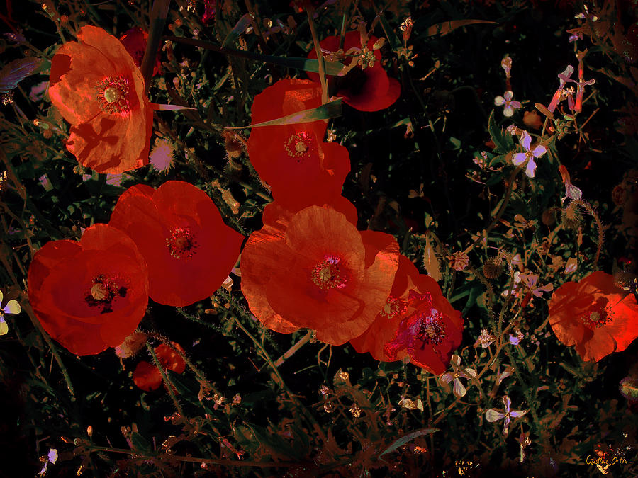 Flower Photograph - Red Flowers 6 by Cristina Ortiz