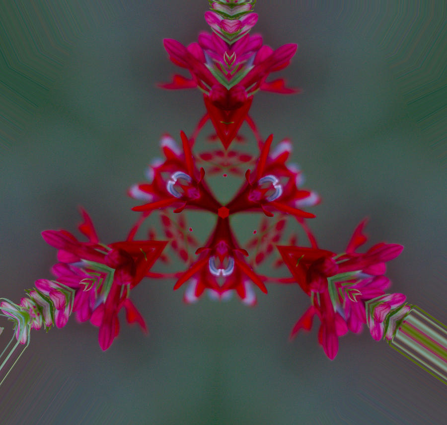 Red Flowers abstract Photograph by James Smullins