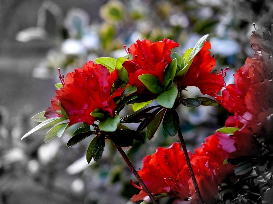 Red flowers Photograph by Aron Chervin
