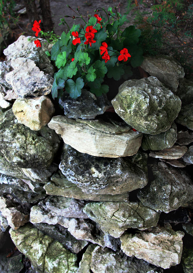 Red Flowers and Rocks Photograph by Joanne Coyle