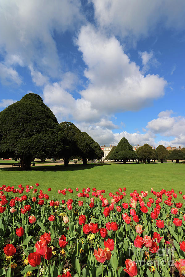 Red Flowers at Hampton Court Photograph by Julia Gavin