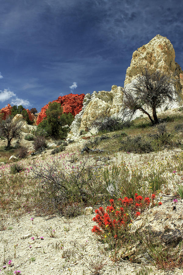 Red Flowers At Red Rock Canyon Photograph by James Eddy