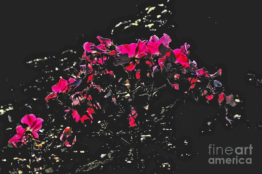 Red Flowers Black Background Photograph by David Frederick