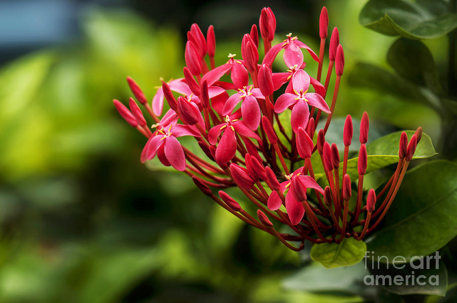 Flower Photograph - Red Flowers by Charuhas Images