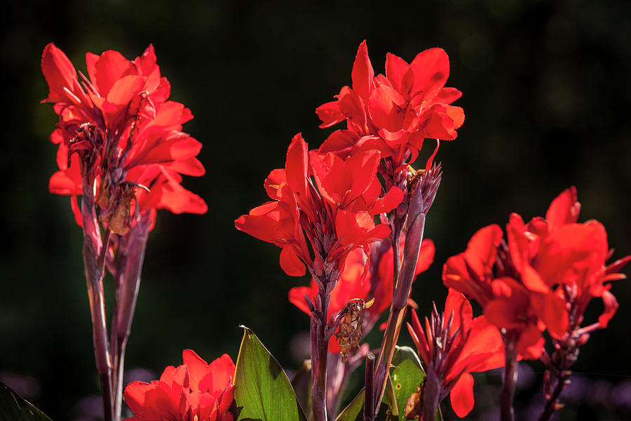 Flower Photograph - Red Flowers Horizontal by Mason Resnick