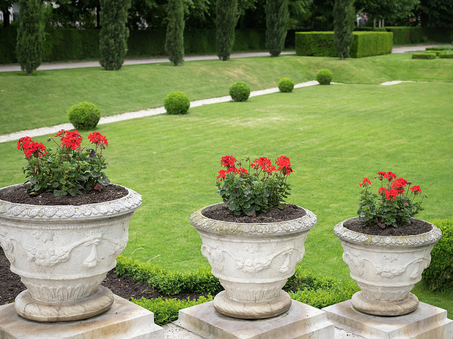 https://images.fineartamerica.com/images/artworkimages/mediumlarge/1/red-flowers-in-decorated-stone-flower-pots-in-volksgarten-vienna-stefan-rotter.jpg