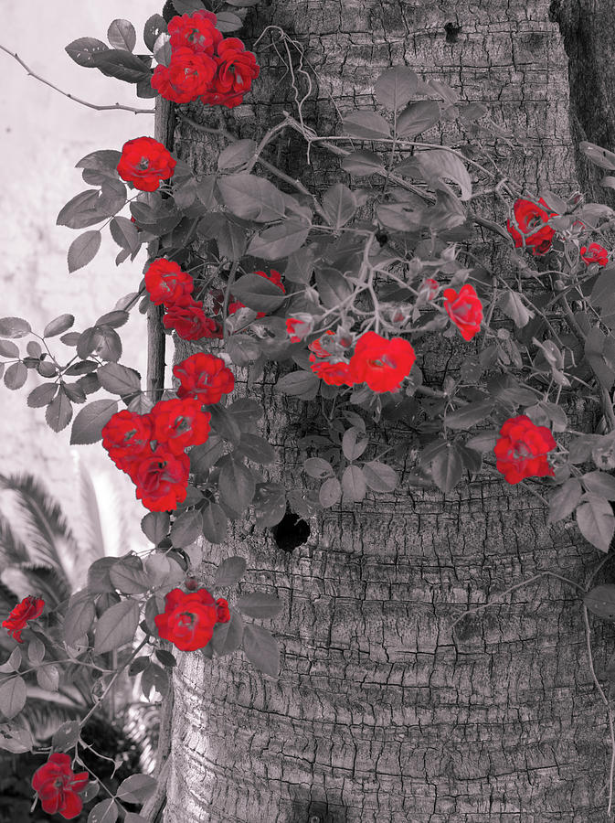 Red flowers in Spring Photograph by AM FineArtPrints