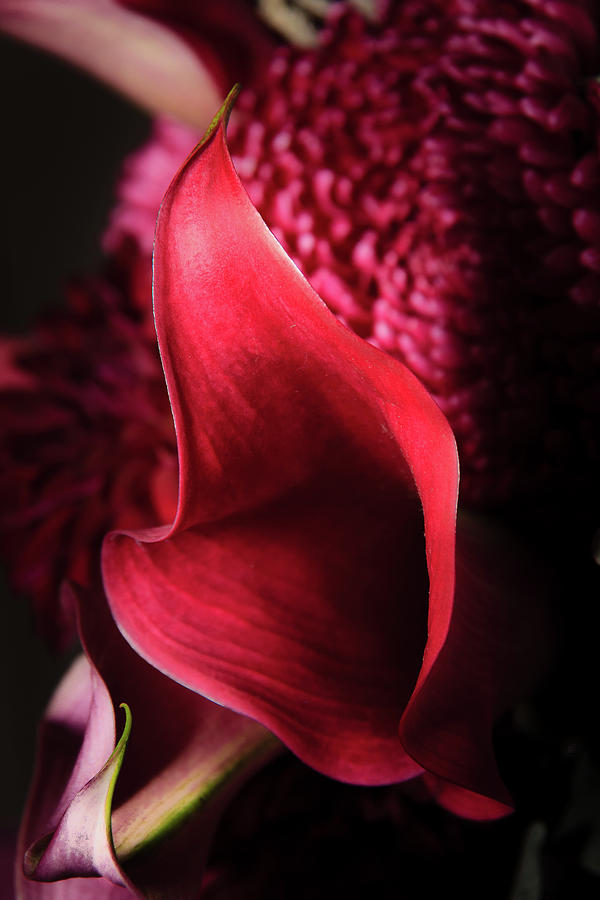 Lily Photograph - Red Flowers of Passion by Joni Eskridge
