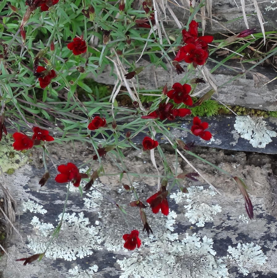 Red Flowers On Rock Photograph by Catherine Arcolio