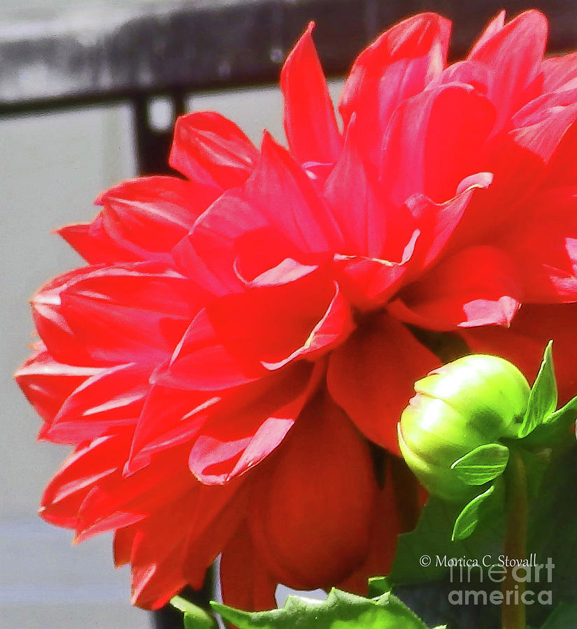 Red Flowers R20 Photograph by Monica C Stovall