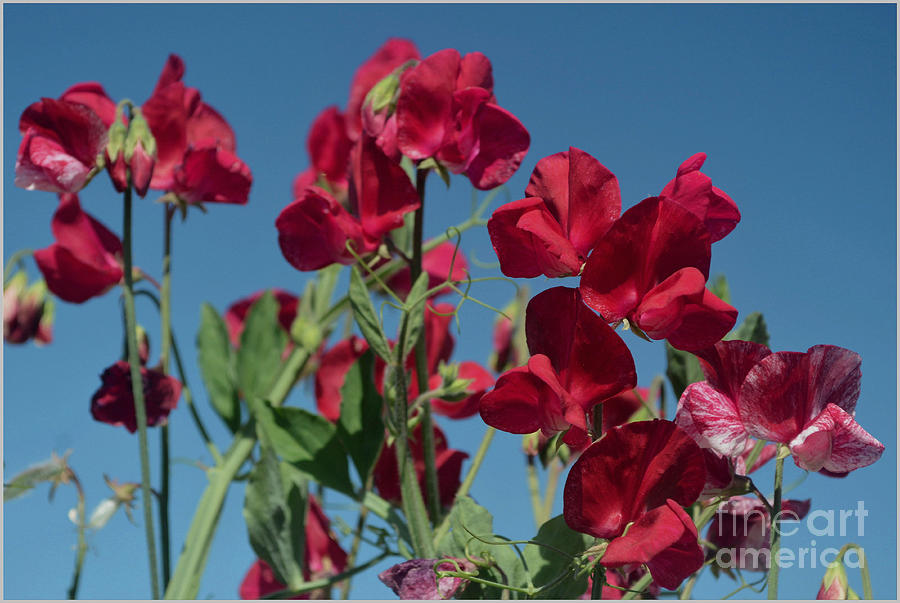 Carlsbad Photograph - Red Flowers Sweet Peas And Blue Sky by Luv Photography