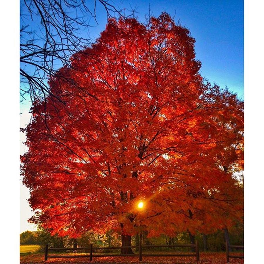 Fall Photograph - Red Foliage Backlit By The Setting Sun by Blake Butler