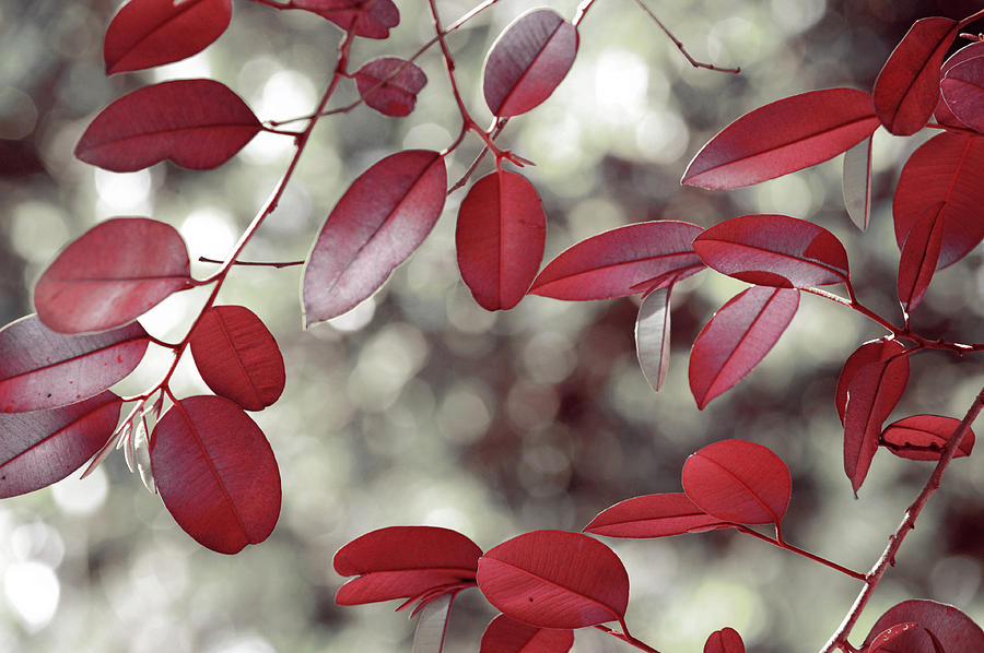 Red Foliage Photograph by Jenny Rainbow