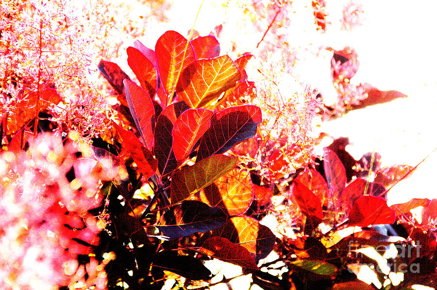 Red Foliage Tropical White Background  Photograph by David Frederick