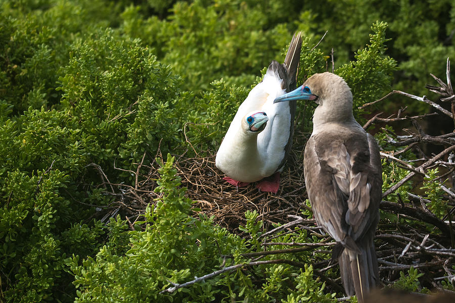 Red-Footed Boobies Nesting Photograph by Harry Strharsky