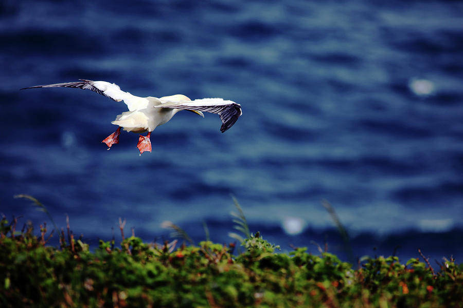 Sea Bird Photograph - Red Footed Booby Bird by Dan Pearce Sea Bird Photograph - Red Footed Booby Bird by Dan Pearce