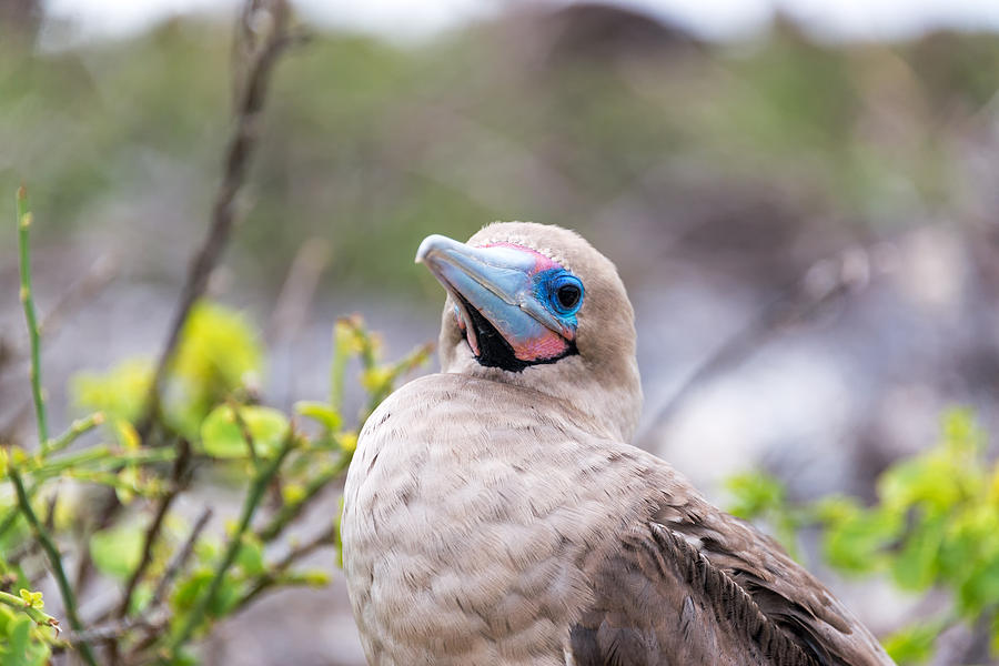 Boobies Photograph - Red Footed Booby Closeup by Jess Kraft