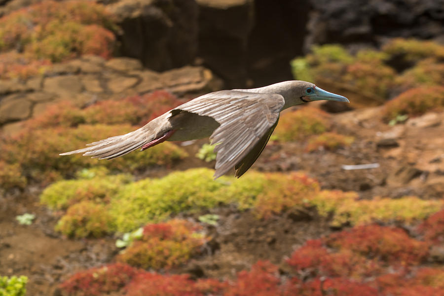 Red-Footed Booby in Flight Photograph by Harry Strharsky