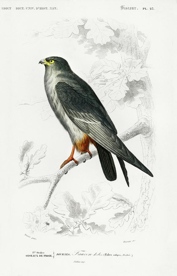 Red-footed Falcon  - Falco rufipes Painting by Vincent Monozlay