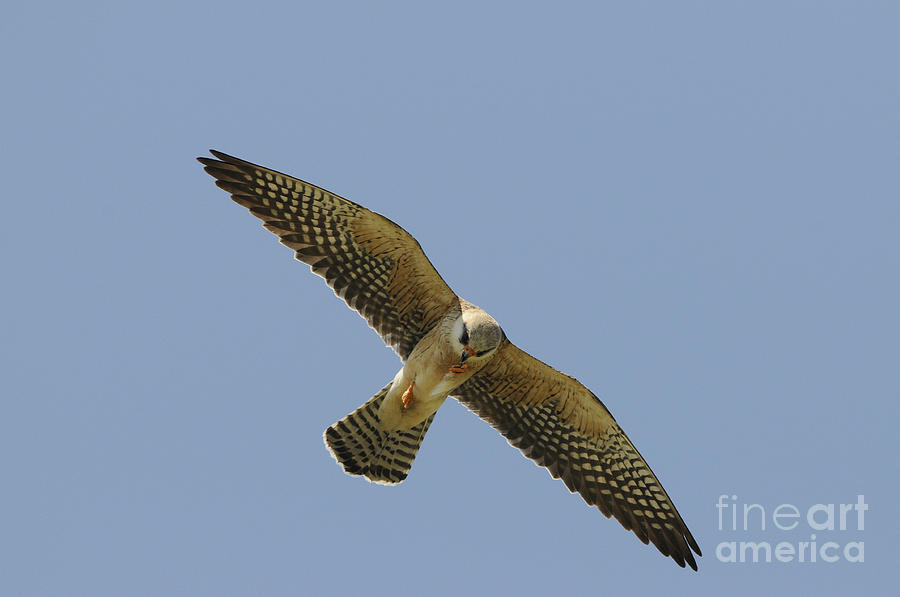 Red-footed Falcon Photograph by Richard Brooks/FLPA