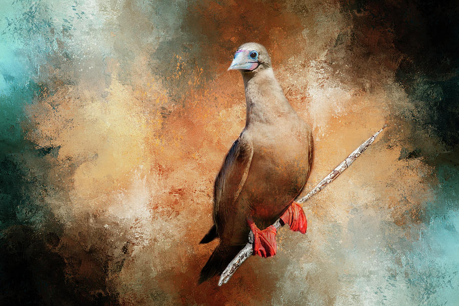 Wildlife Digital Art - Red Footed by Terry Davis