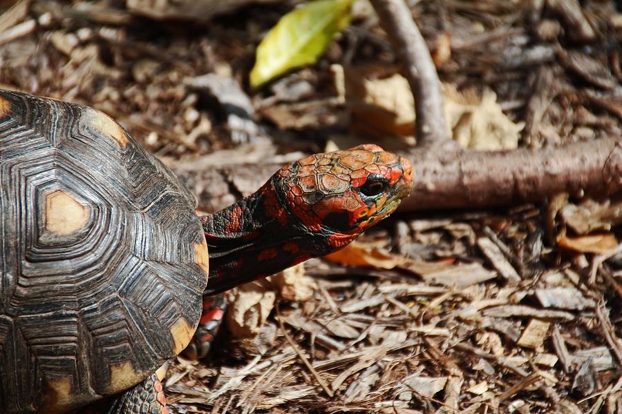 Red-footed Tortoise III Photograph by Michiale Schneider