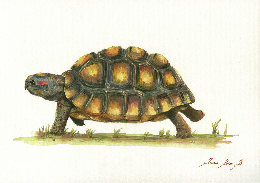 Radiated Tortoise Painting - Red Footed TOrtoise  by Juan Bosco
