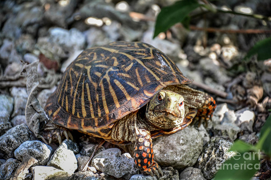 Red-Footed Tortoise Photograph by Lisa Kilby