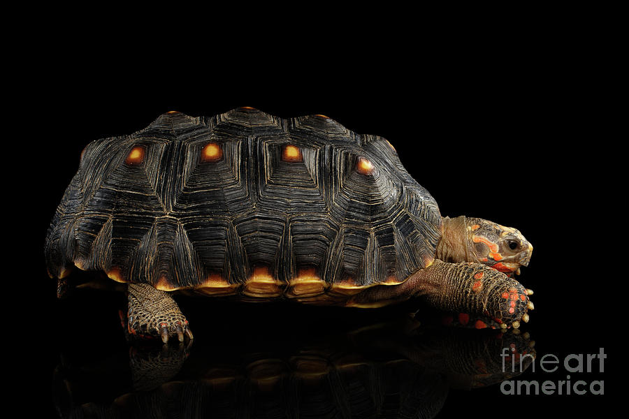 Wildlife Photograph - Red-footed tortoise by Sergey Taran